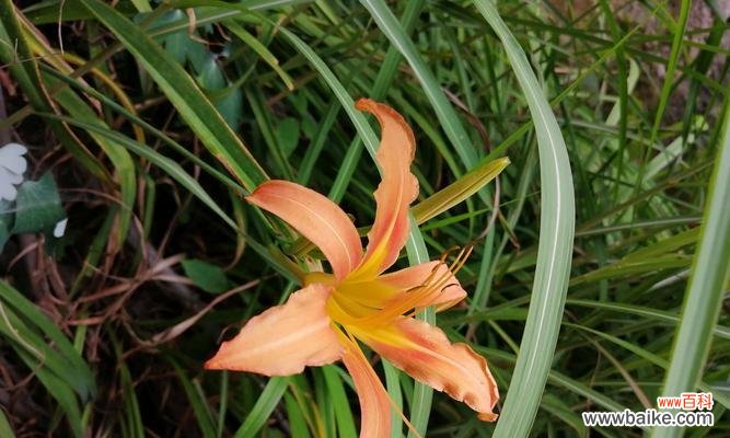 探寻忘忧草的传说与花语，揭示其神奇之处 忘忧草，深夜的守护者