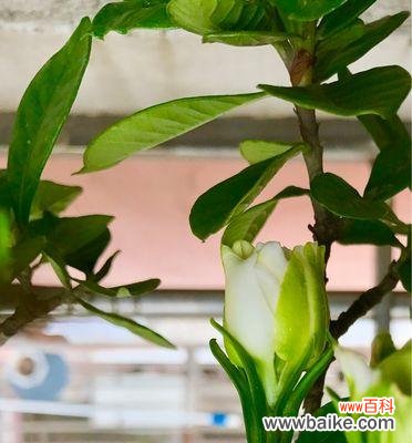 传递着温暖与感恩的花语 含笑花花语