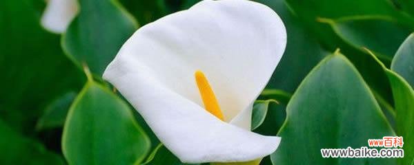 深情悔意盛开 后悔之花——以紫罗兰为主题的花语文章