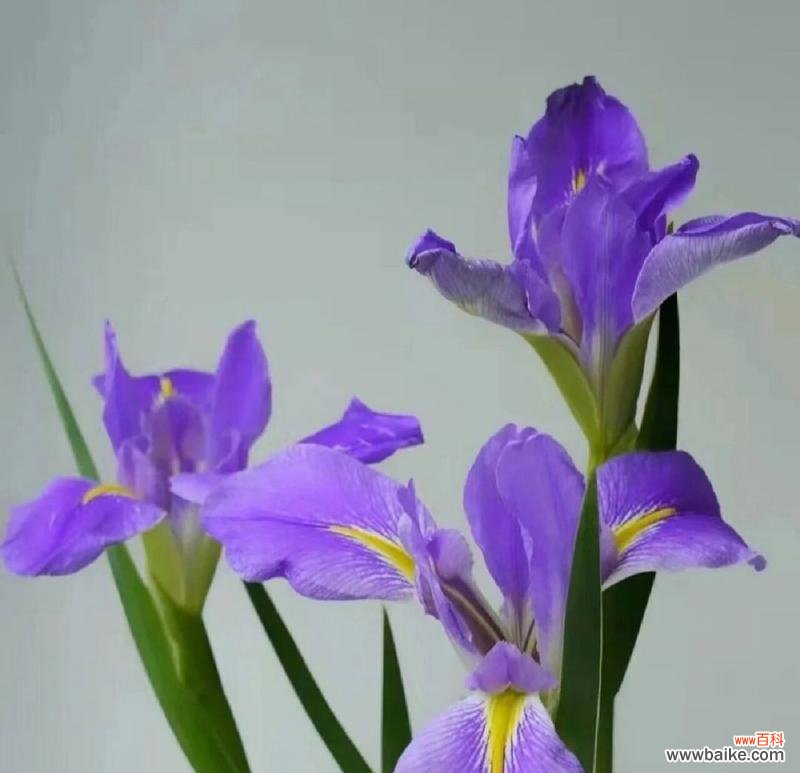 向日葵 黑夜中的光明——以向日葵的花语为主题