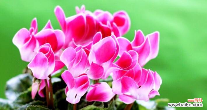 鼓舞士气 加油努力，以勤奋之花绽放