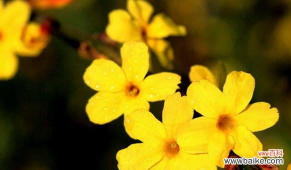 鼓舞士气 加油努力，以勤奋之花绽放