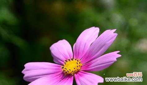 鼓舞士气 加油努力，以勤奋之花绽放