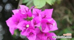 坚韧不拔的力量——百合花的花语 以百合花的花语为主题的文章