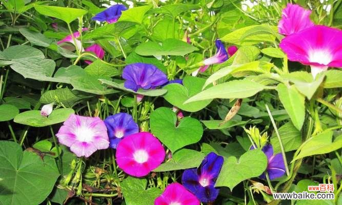 以牵牛花的花语为例 花开不倒,坚韧不屈