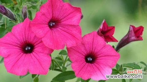 百合花的花语和解脱的内涵 解脱的花语——以百合花为主题的文章