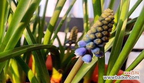 百合花的花语和解脱的内涵 解脱的花语——以百合花为主题的文章