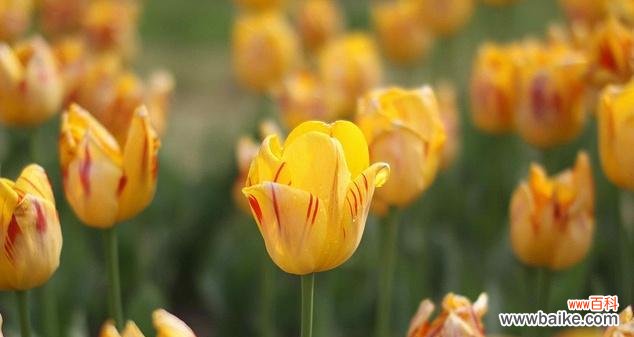 探寻郁金香的花语 野生郁金香的花语-美丽与自由