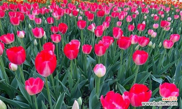 探寻郁金香的花语 野生郁金香的花语-美丽与自由