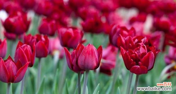 探寻郁金香的花语 野生郁金香的花语-美丽与自由