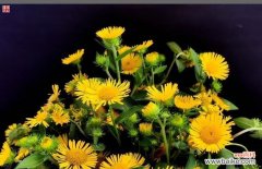 探寻野菊花的花语与象征 野菊花花语的深意