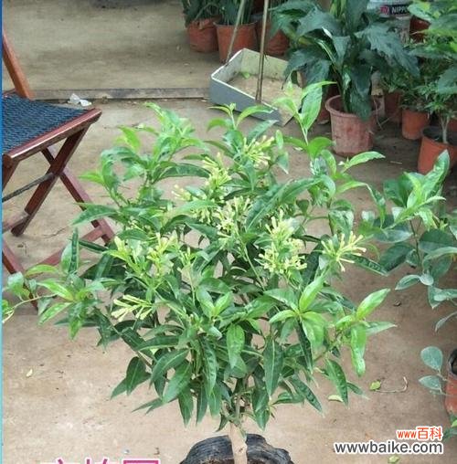 迷人的芬芳 以夜来香的花语之美