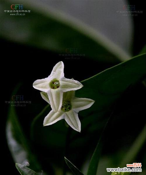 迷人的芬芳 以夜来香的花语之美