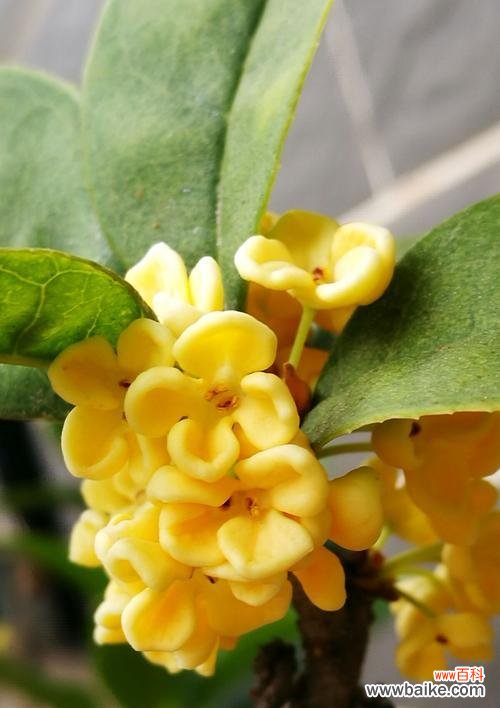 银桂的功效与应用 银桂