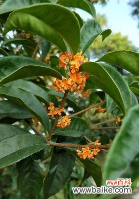 银桂的功效与应用 银桂