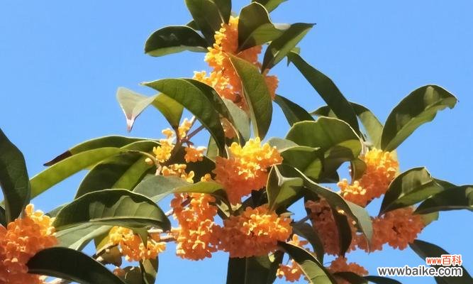 银桂的功效与应用 银桂