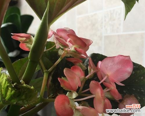 绽放在爱的世界里 银星海棠花