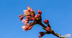 花开时节 樱桃花