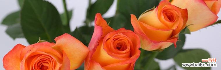 探索影星玫瑰背后的花语和象征意义 玫瑰花的花语和寓意