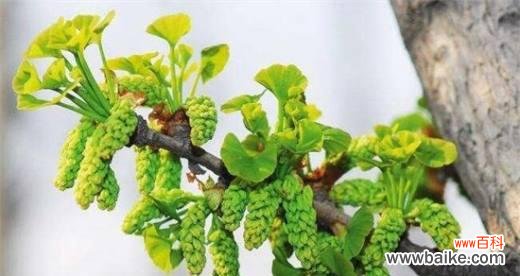 探寻银杏叶子的神奇之处 银杏叶子花语