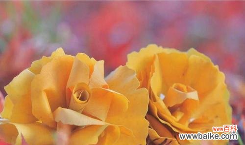 探寻银杏叶子的神奇之处 银杏叶子花语