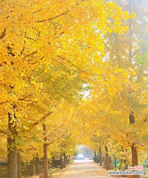 探寻银杏叶子的神奇之处 银杏叶子花语