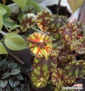 探寻秋海棠的深意 银星秋海棠花语与人生的启示