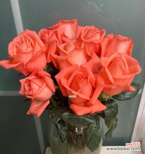 探寻电影中玫瑰的象征意义 影星玫瑰花语——从电影中解读玫瑰的意义