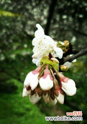 樱桃花的寓意与传说 樱桃花的花语与相关信息