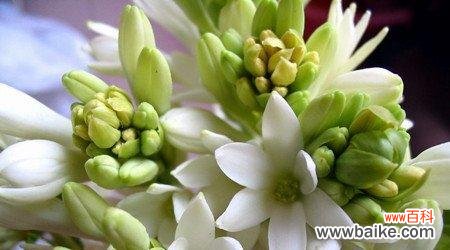 探寻夜来香花的神秘魅力 夜来香花语——浪漫之美