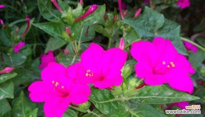 探寻夜来香花的神秘魅力 夜来香花语——浪漫之美