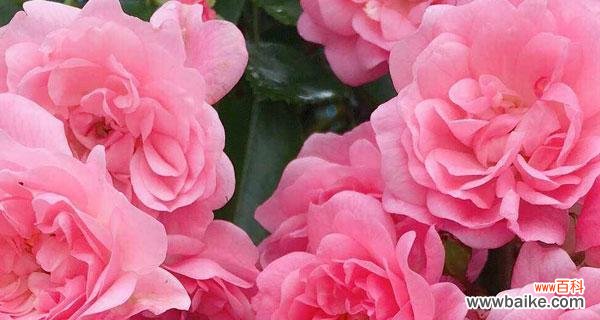 花开花落，情感永存 蔷薇的寓意与象征意义