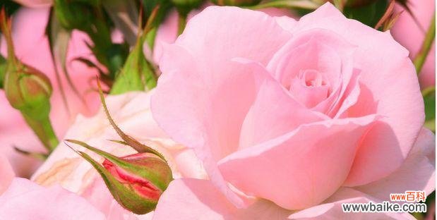 解读玫瑰花的花语,掌握不同颜色的玫瑰花语 浪漫之花-玫瑰的花语