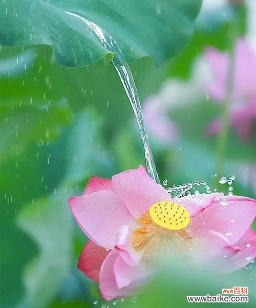 探寻荷花代表的文化内涵 荷花之美