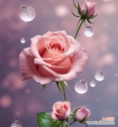 探寻粉玫瑰的意义和象征、传承爱情与感恩 粉玫瑰花的花语意义