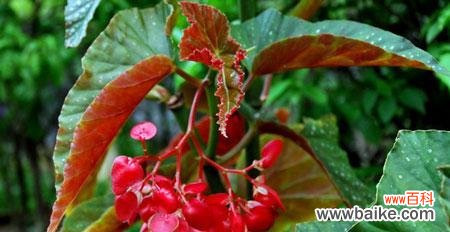 探秋海棠之神秘,解花语之深情 秋海棠花语