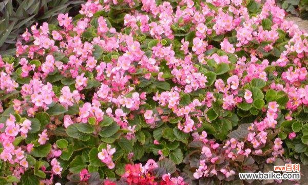 探秋海棠之神秘,解花语之深情 秋海棠花语