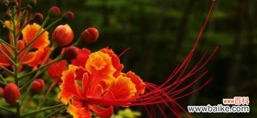 月光花的花语及寓意 月光花，映照爱的美丽