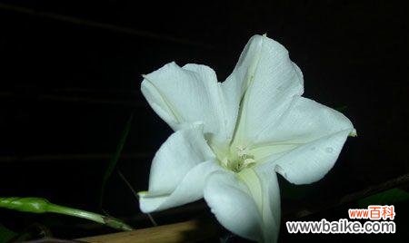 月光花的花语及寓意 月光花，映照爱的美丽