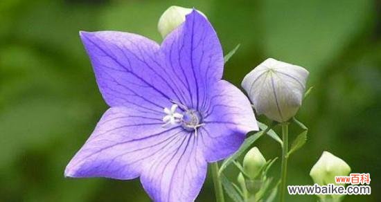 揭开不被接受的花之秘密 拒绝爱情之花语