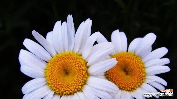 用仁慈与宽恕的花语 宽恕之花