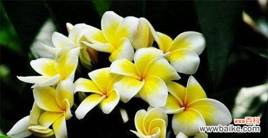 传递善良与美丽的语言——解读以什么花为主题的花语 可爱善良的花语——以什么花为主题的花语