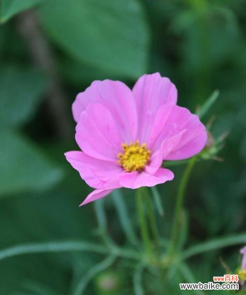 传递善良与美丽的语言——解读以什么花为主题的花语 可爱善良的花语——以什么花为主题的花语