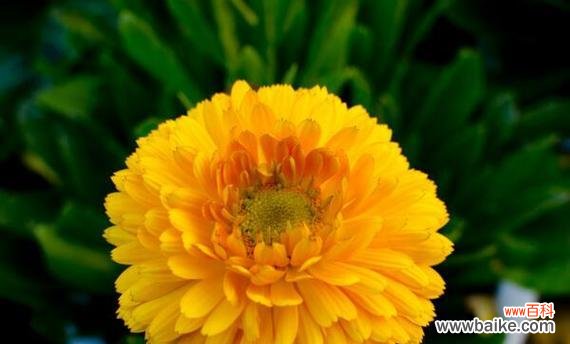 白玫瑰花语 离别的花语——以白玫瑰为主题