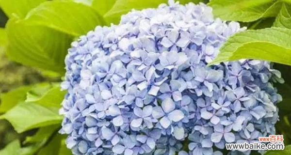 探索未知的勇气与决心 以向日葵的花语为主题的冒险之旅