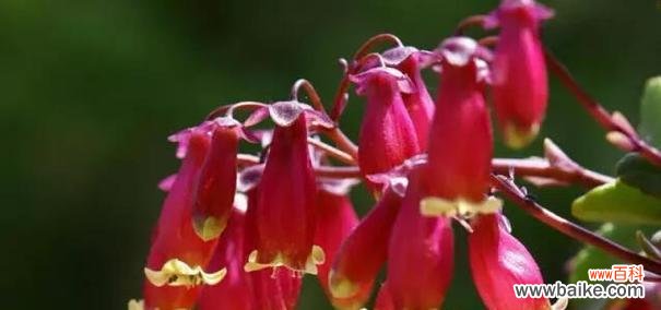 探索未知的勇气与决心 以向日葵的花语为主题的冒险之旅