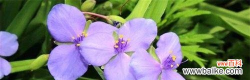 用向阳花的花语传递乐观正能量 乐观之花——向阳花的花语