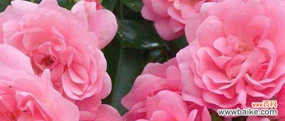 用向阳花的花语传递乐观正能量 乐观之花——向阳花的花语