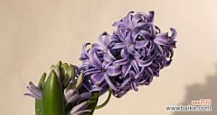 探寻昙花的浪漫之语 浪漫花语之昙花