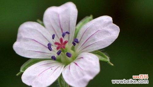 莲花的花语及其在生命轮回中的象征意义 轮回之花